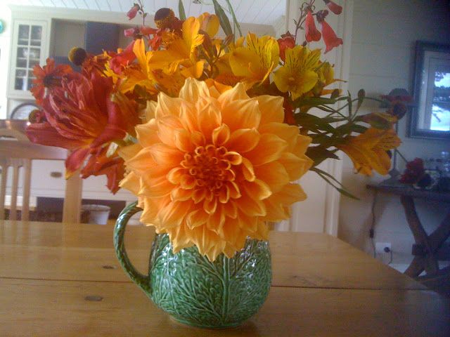 flowers-garden-17-dahlias-winky-wopper