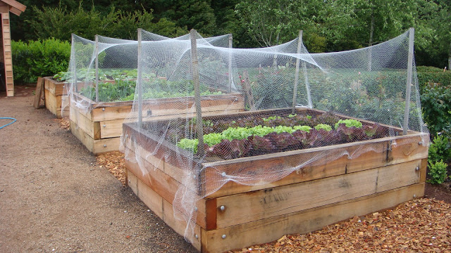 vegetable-beds-04-protective-netting