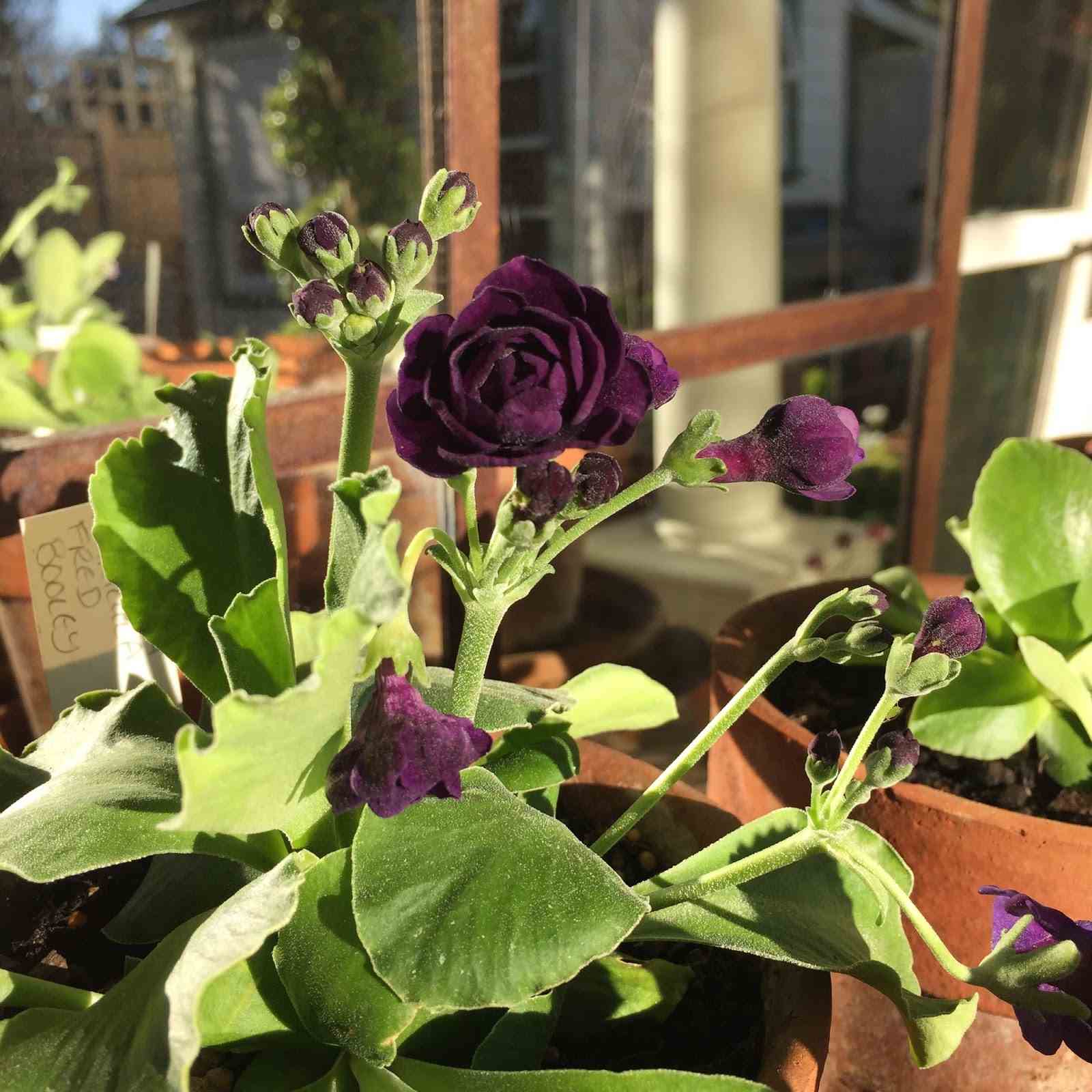 auriculas-greenhouse-garden-visit-beach-12